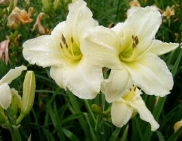 Лілейник Айрон Гейт Глесіер Iron Gate Glacierкупити