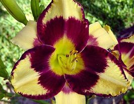 Лілейник Джамайкан Мі Крейзі Jamaican Me Crazyкупити