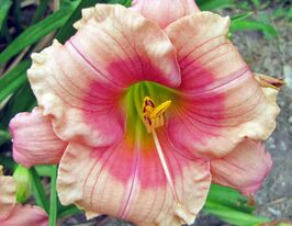 Лілейник Дженіс Браун Janice Brownкупити