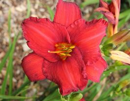 Лілейник Літтл Зінгер Little Zingerкупити