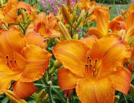 Лілейник Мауна Лоа Mauna Loaкупити