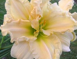 Лілейник Шнікель Фрітц Schnickel Fritzкупити