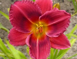 Лілейник Сілоам Шоу Гьорл (Siloam Show Girl)купити