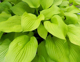 Хоста Август Мун August Moon купить