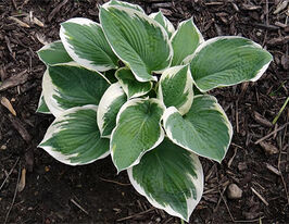 Хоста Барбара Энн Barbara Ann купить