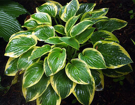 Хоста Бедаззлед Bedazzled купить