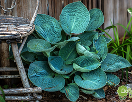 Хоста Биг Дэдди Big Daddy купить