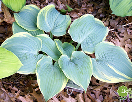 Хоста Блю Флэйм Blue Flame купить