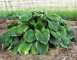 Хоста Кристмас Три Christmas Tree купить