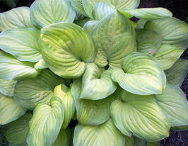 Хоста Гуакамоле Guacamolе купить