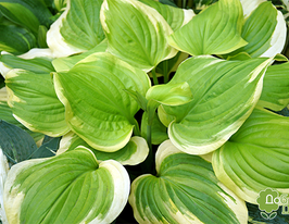 Хоста Фрагрант Букет Fragrant Bouquet купить