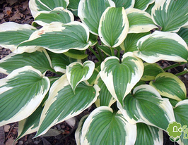 Хоста Фантабьюлос Fantabulous купить