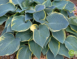 Хоста Ферст Фрост First Frost купить