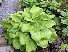 Хоста Сам энд Сабстенс Sum and Substance купить