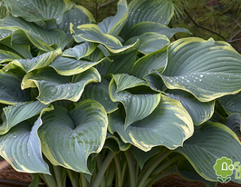 Хоста Регал Сплендор Regal Splendor купить