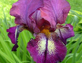 Ирис германский Аттеншн Плиз Attention Please купить