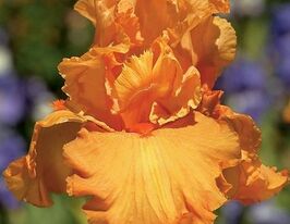 Ирис германский Априкот Силк Apricot Silk купить