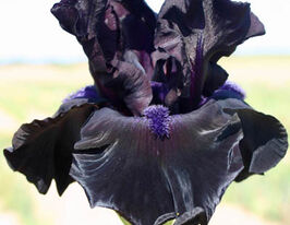 Ірис німецький Блек Вотч Black Watchкупити