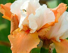 Ирис германский Блейзинг Санрайз Blazing Sunrise купить