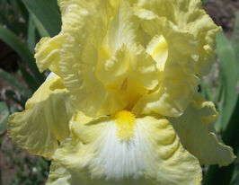 Ирис германский Баттеред Попкорн Buttered Popcorn купить