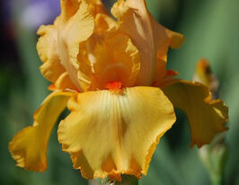 Ірис німецький Глейзед Оранж Glazed Orangeкупити