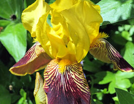 Ірис німецький Флемінг Сворд Flaming Swordкупити