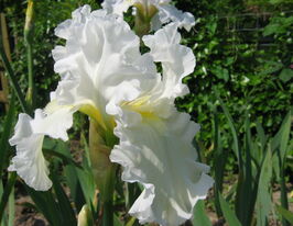 Ірис німецький Елізабет Полдарк Elizabeth Poldarkкупити