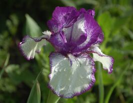 Ірис німецький Рейр Едішн Rare Editionкупити