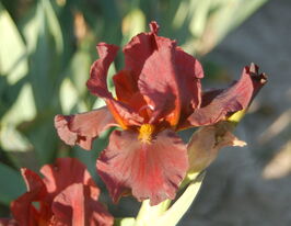 Ірис німецький Ред Зінгер Red Zingerкупити