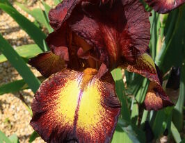 Ірис німецький Провенсаль Provencalкупити