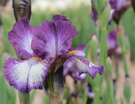 Ірис німецький Принц оф Бургунді Prince of Burgundyкупити