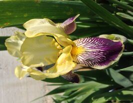 Ірис німецький Нібелунген Nibelungenкупити