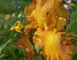 Ирис германский Растик Седар Rustic Cedar купить