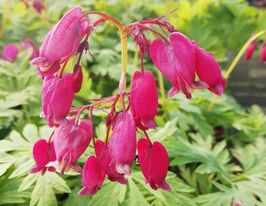 Дицентра Бакчанал Bacchanal купить