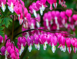 Дицентра Спектабилис (Spectabilis) купить