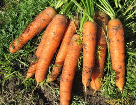 Морква Болеро F1купити