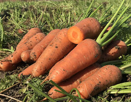 Морква Емперор F1купити