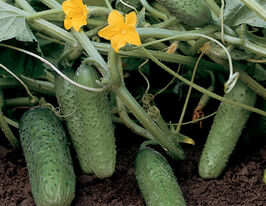 Огурец Компонист F1 купить