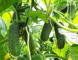 Огурец Сигурд F1 купить