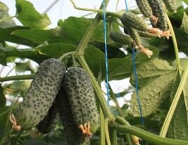 Огурец Туми F1 купить