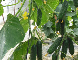 Огурец Северин F1 купить