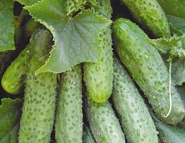 Огурец Маша F1 купить