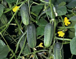 Огурец Аккорд F1 купить