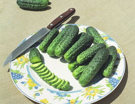 Огурец Альянс F1 купить