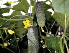 Огурец Атлантис F1 купить