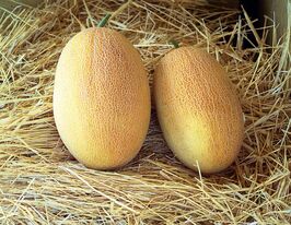 Диня Оксана F1купити