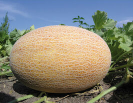 Диня Бізан F1купити