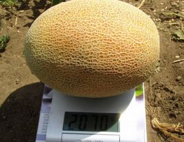 Диня Дакаро F1купити