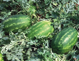 Арбуз Реденза F1 купить