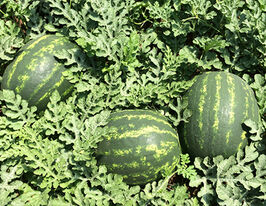 Кавун Марісто F1купити